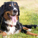 chien-bouvier-bernois