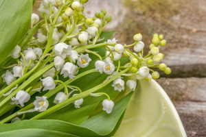 lily-of-the-valley-5083800__340
